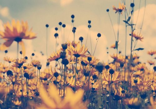 Läs mer om artikeln En sommarhälsning